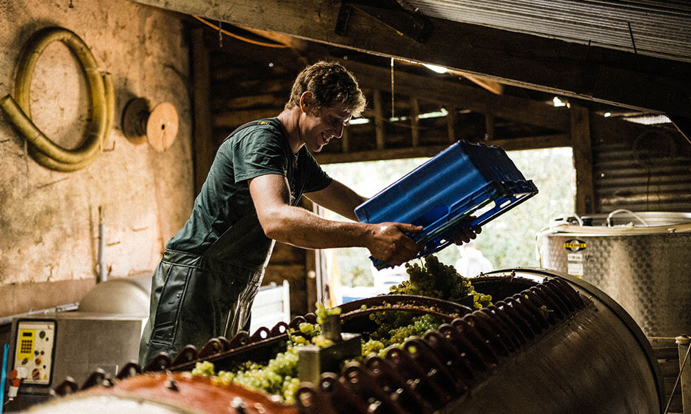 Pebblebed_Harvest_Alex_Darts_Farm_Devon_1000x600