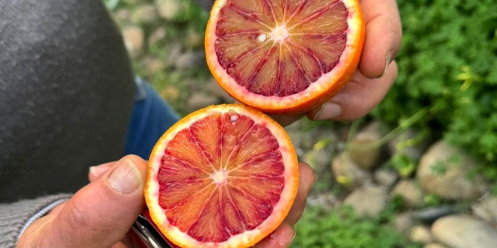 TAROCCO FIRE  BLOOD ORANGE CAKE