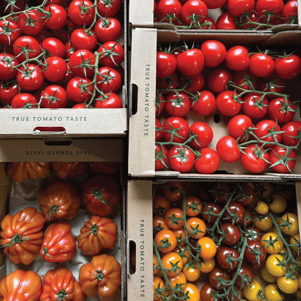 summer_tomatoes_darts_farm_devon_1200x1200