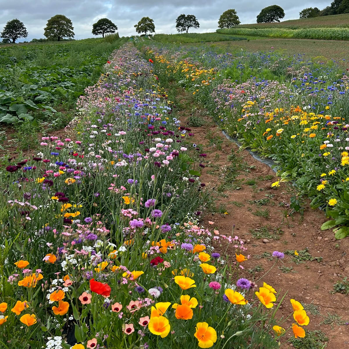 Wildflowers_1200x1200