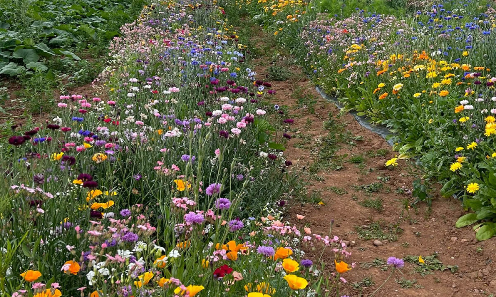 Pick-Your-Own Wildflowers | 26.08.24