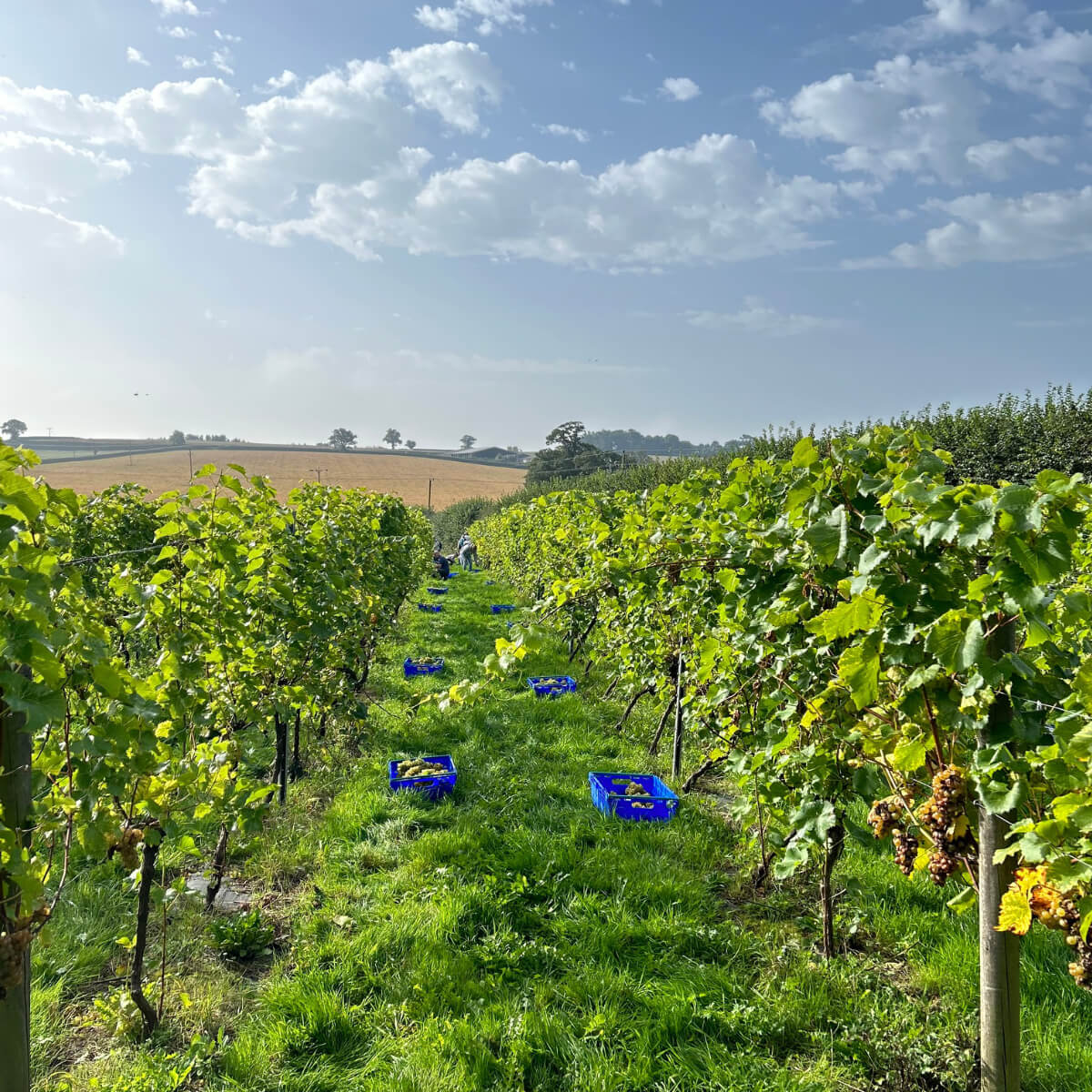 Harvest_vines_1200x1200