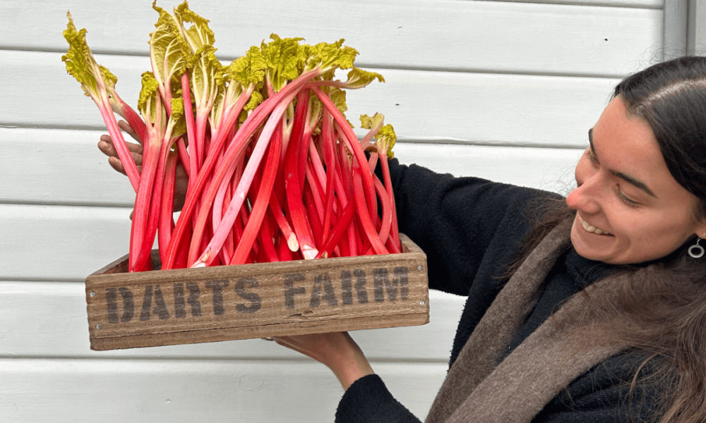 Pickled Rhubarb, Chicory, Toasted Hazelnut and Westcombe Ricotta salad Image 2