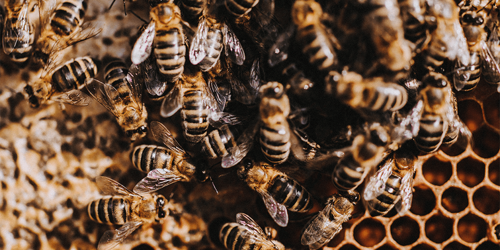 Bees & Honey Masterclass with Rachel de Thample