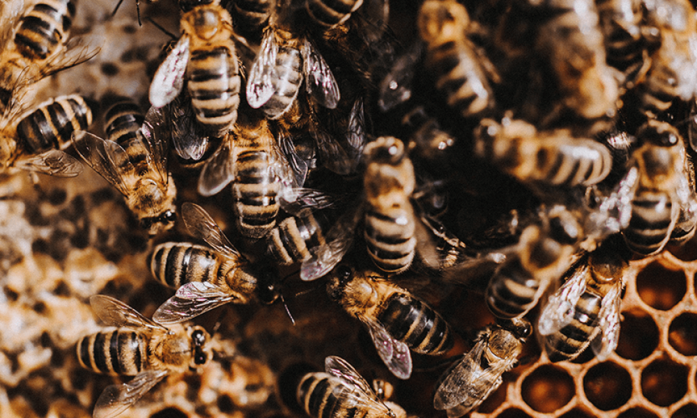 Bees & Honey Masterclass with Rachel de Thample